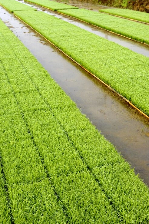 Irrigation System Installation project details for Portland, Oregon