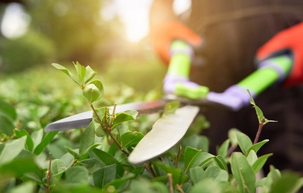 Shrub and Landscape Pruning project details for Portland, Oregon